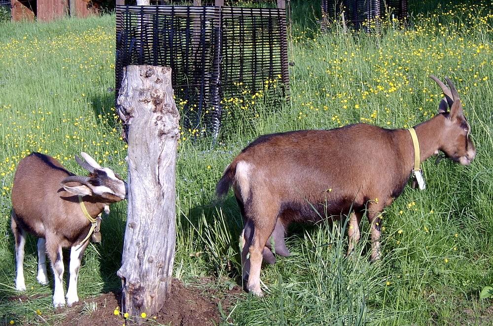 Ziegenschweiz Einsiedel