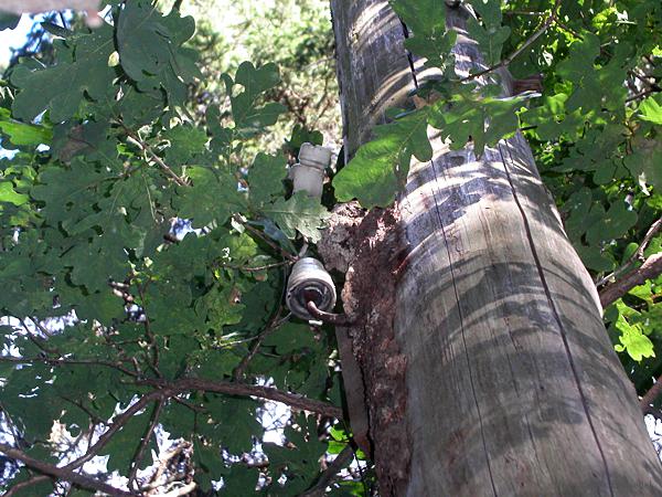 Isolatoren am Baum nahe der Waldklause