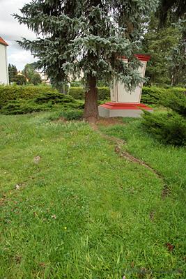 Wurzelauswuchs am August-Bebel-Platz in Einsiedel