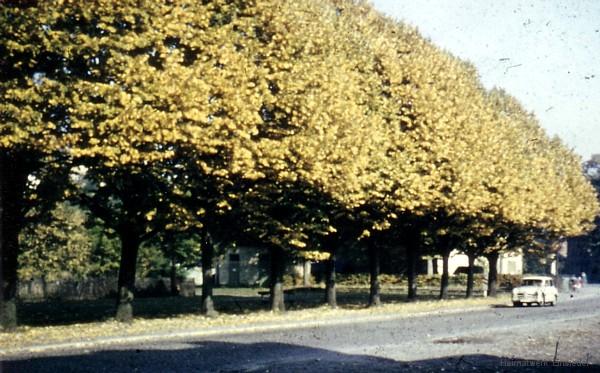 Lindenbäume Am Plan in den 1960er Jahren