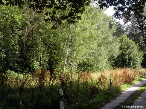 Dickicht am ehemaligen Standort