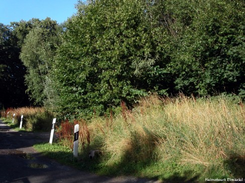 Dickicht am ehemaligen Standort