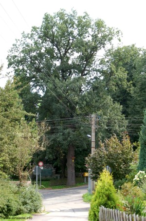 Naturdenkmal Friedenseiche 1871 Berbisdorf