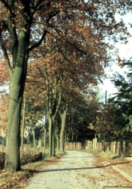 Herbst an der Eibenberger Straße