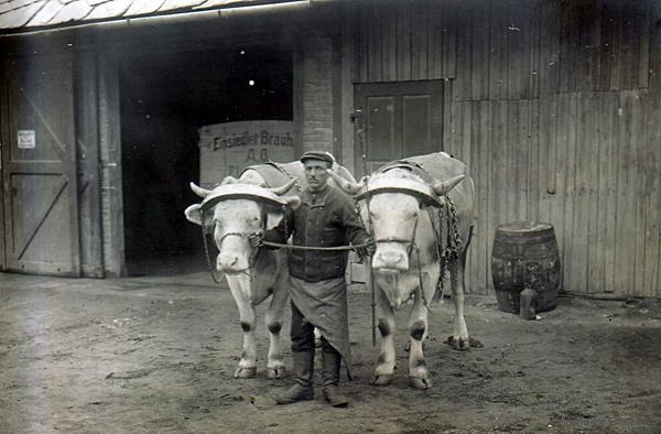 Ochsengespanne zur Bierauslieferung in der Brauerei Einsiedel um 1911