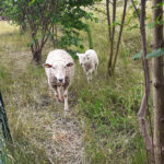 Schafe für den Hochwasserschutz - Bilder vom Tage