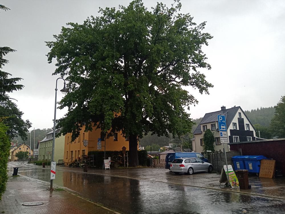 Teuerungseiche im Regen - Bilder vom Tage