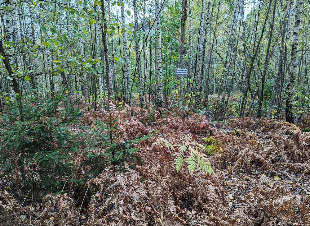 Wildwuchs nahe Körnerhöhe Einsiedel