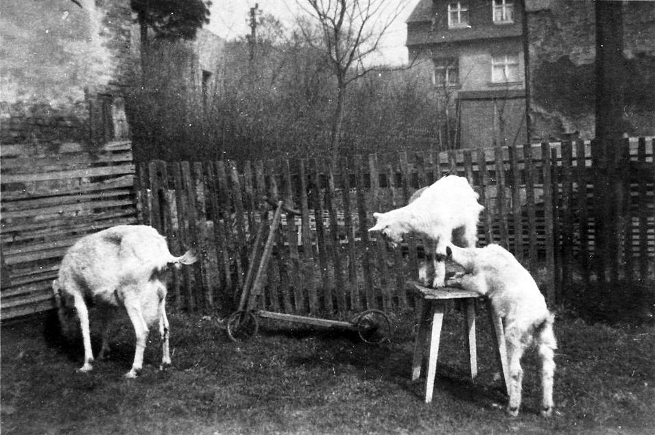 Ziegen aus der Ziegenschweiz in Einsiedel