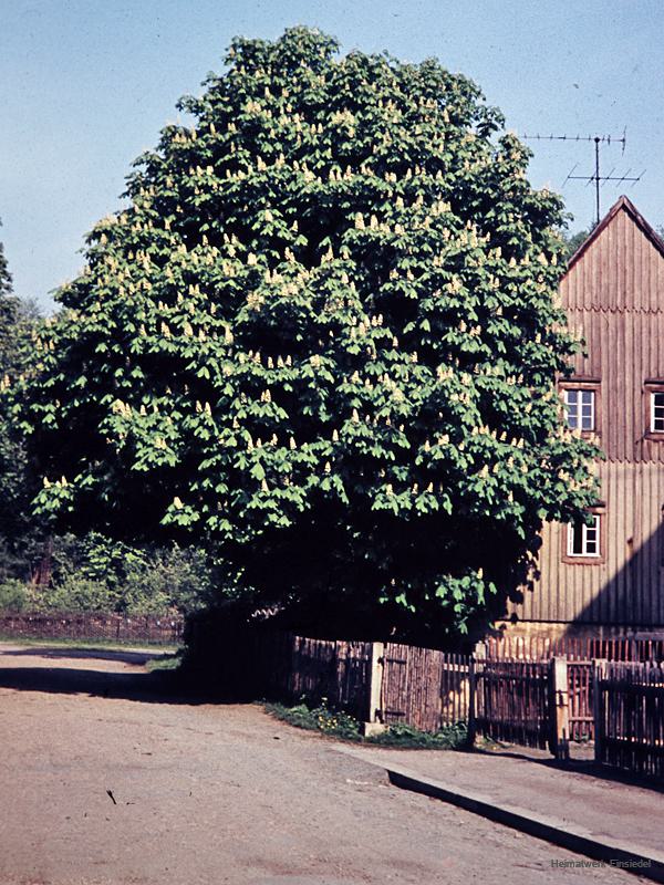 Seydelstraße 3 mit Kastanie