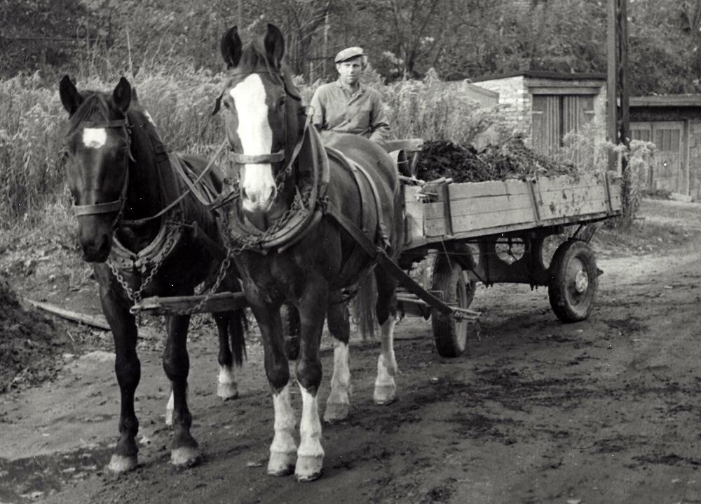Adolf Kienert transportiert Pferdemist Am Plan in Einsiedel
