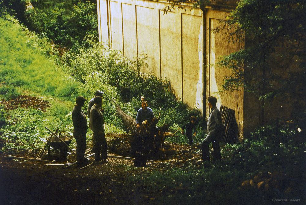 Rodung von Eichen